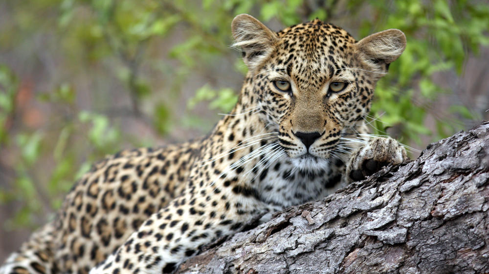 Savanna Private Game Reserve